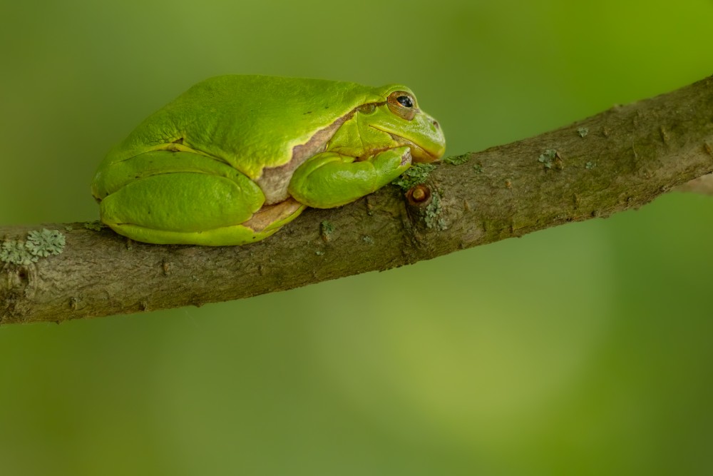 Rosnička zelená, The European tree frog (Hyla arborea)