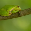 Rosnička zelená, The European tree frog (Hyla arborea)