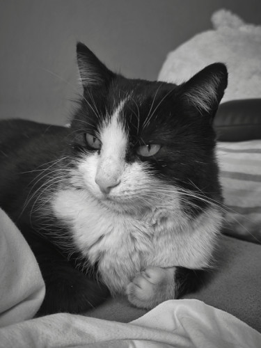 Perla
