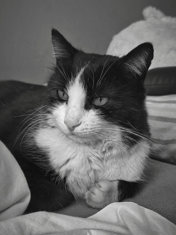 Perla