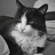 Perla