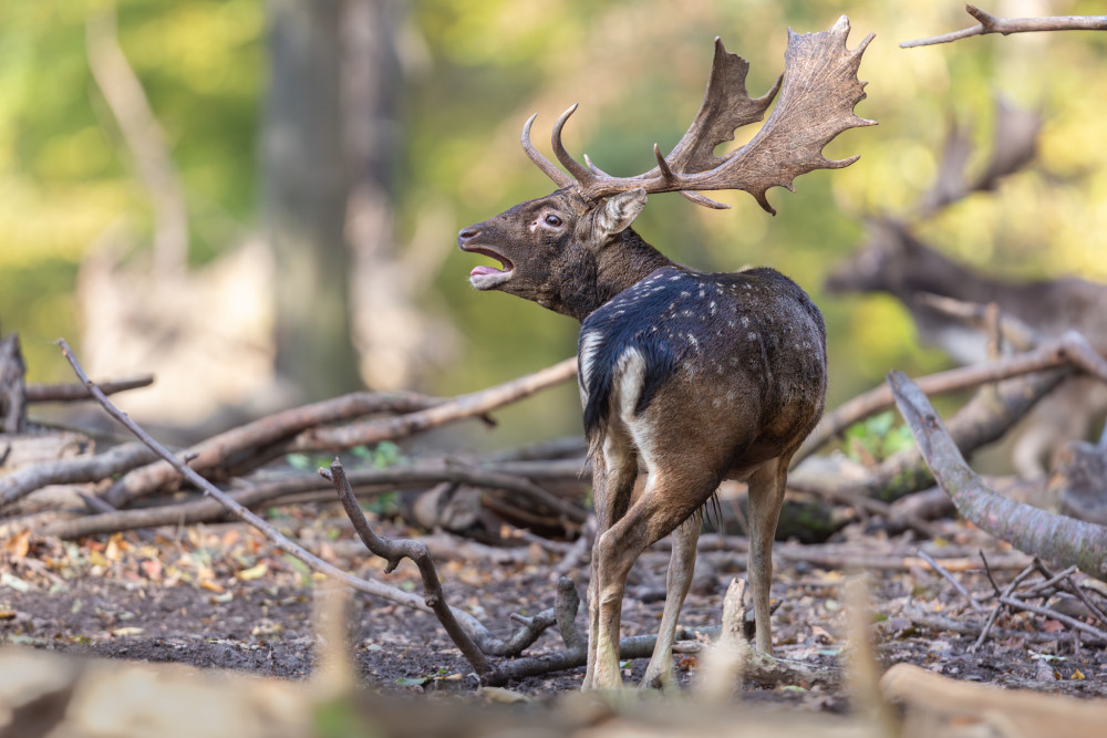 daniel škvrnitý, Fallow deer (Dama dama)