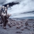 Arizona IR (I)