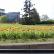Dvojfarebné tulipány
