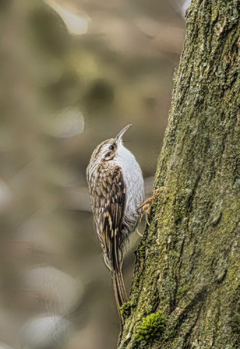 Kôrovník dlhoprstý