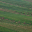Šardice