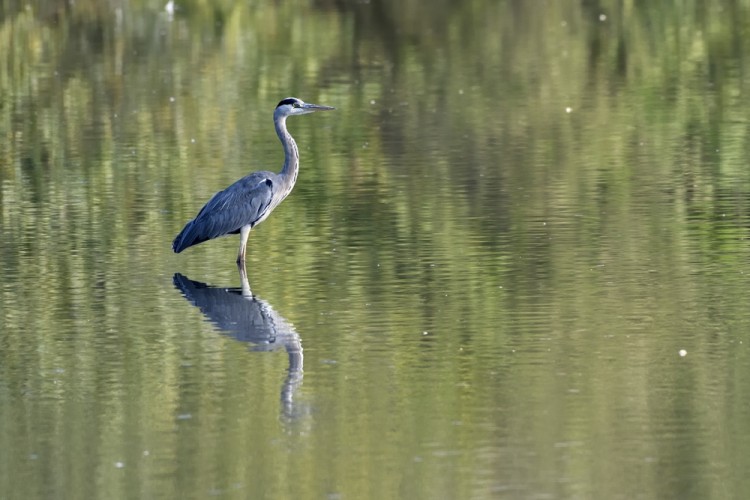 Ardea cinerea