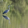 Ardea cinerea