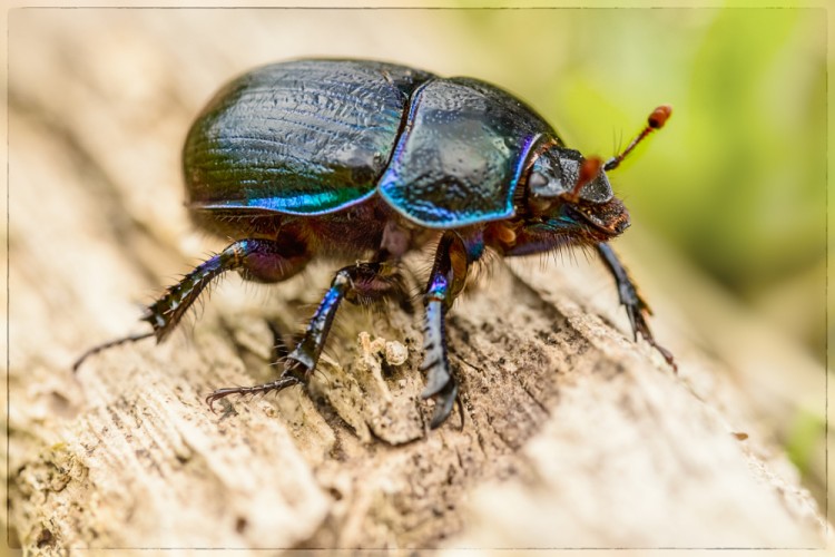 Geotrupes stercorarius