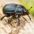 Geotrupes stercorarius