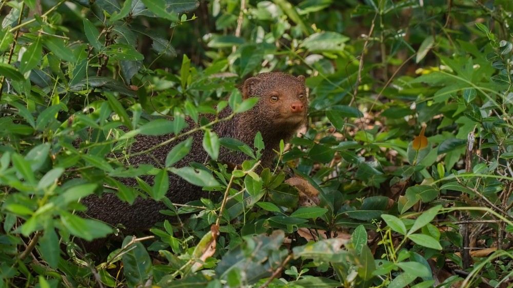 Mungo, NP Wilpattu, Srí Lanka