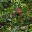 Mungo, NP Wilpattu, Srí Lanka