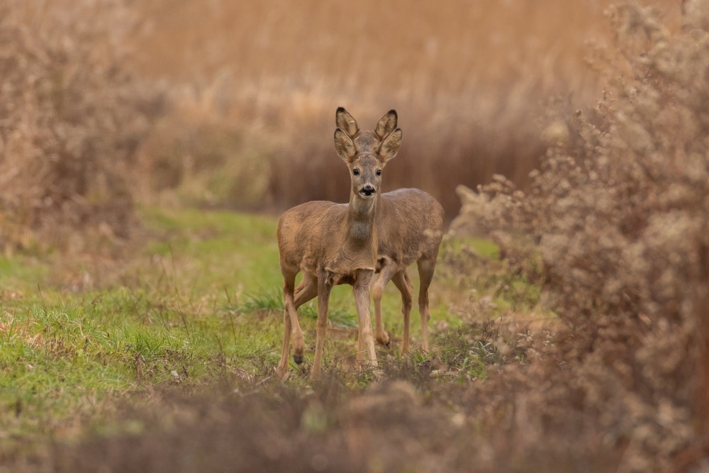 Srnec lesný (Capreolus capreolus)