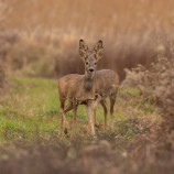 Srnec lesný (Capreolus capreolus)