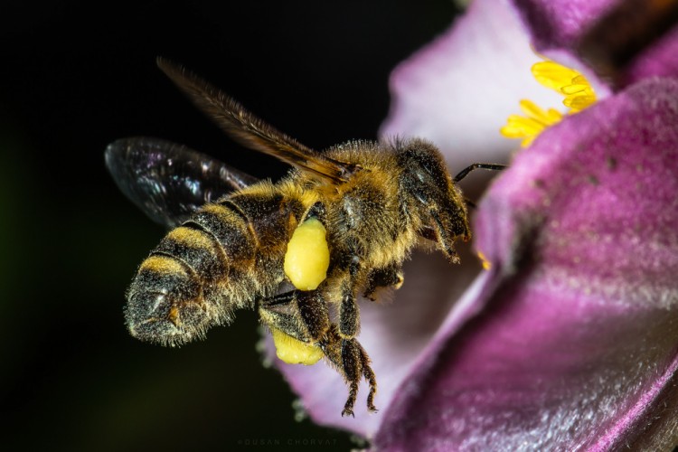 Včela peľonosná