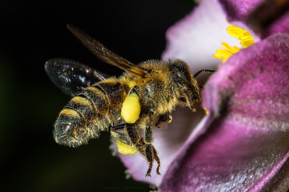 Včela peľonosná