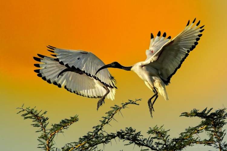 Ibis posvátný (Threskiornis aethiopicus)