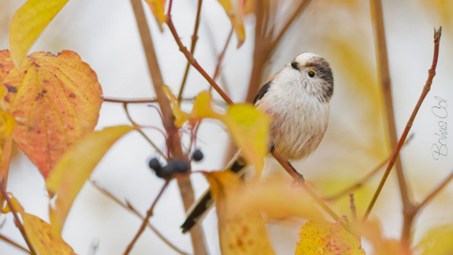 ... v jesenných farbách