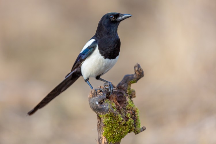 straka čiernozobá, The Eurasian magpie (Pica pica)