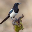 straka čiernozobá, The Eurasian magpie (Pica pica)