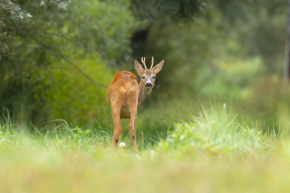 Srnec lesný (Capreolus capreolus)