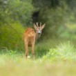 Srnec lesný (Capreolus capreolus)