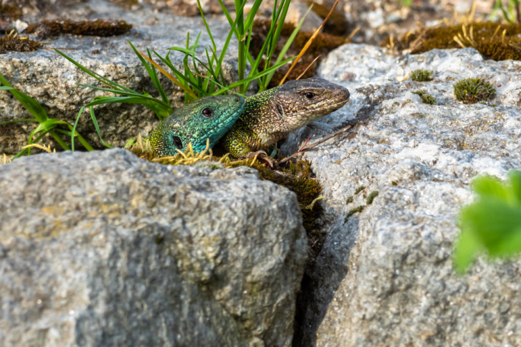 jašterica zelená, The European green lizard  (Lacerta viridis)