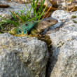 jašterica zelená, The European green lizard  (Lacerta viridis)