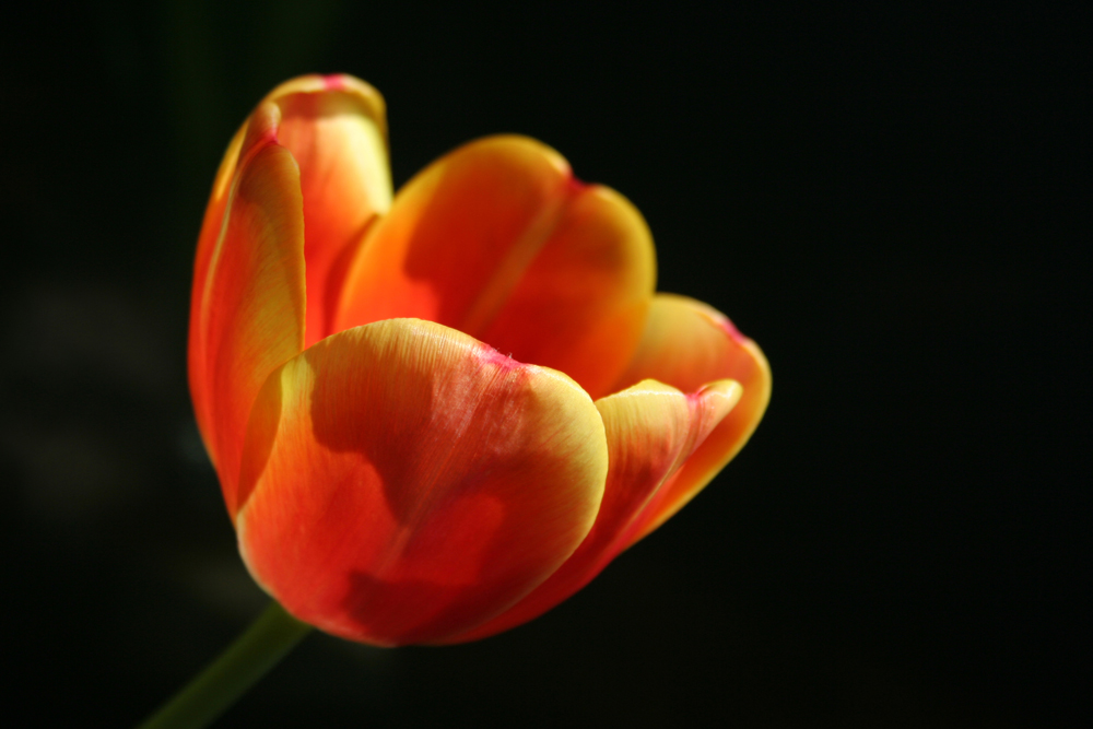tulipán v tme