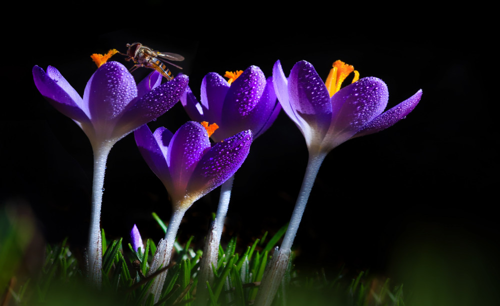 crocus