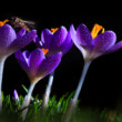 crocus