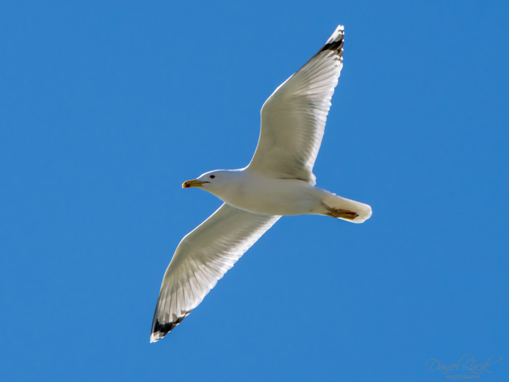 Čajka striebristrá