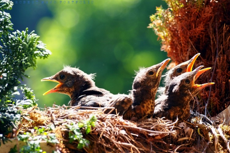 Drozd čierny (Turdus merula)