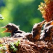 Drozd čierny (Turdus merula)