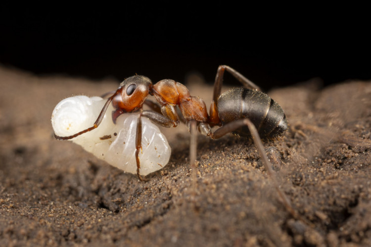 Mravec s larvou