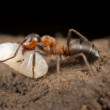 Mravec s larvou