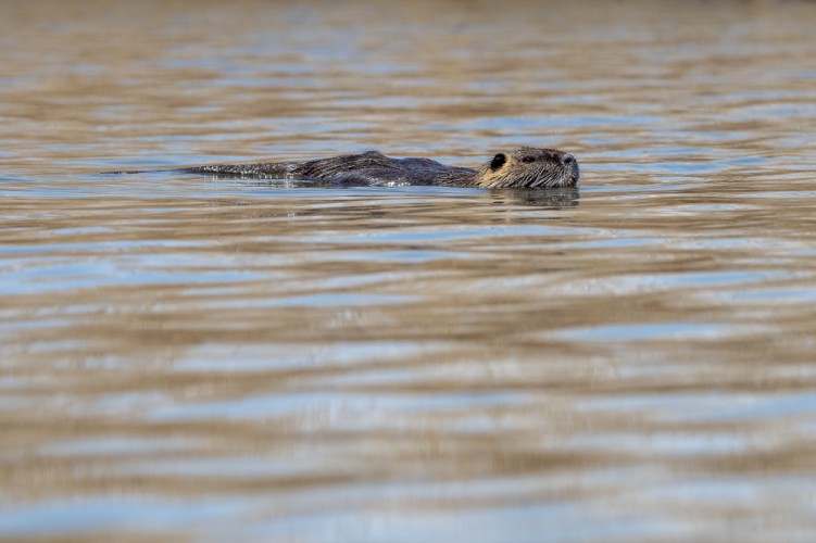 Nutria