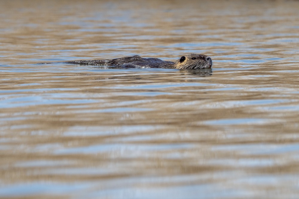 Nutria