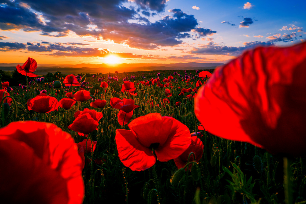 Poppies on the edge of silence