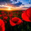 Poppies on the edge of silence