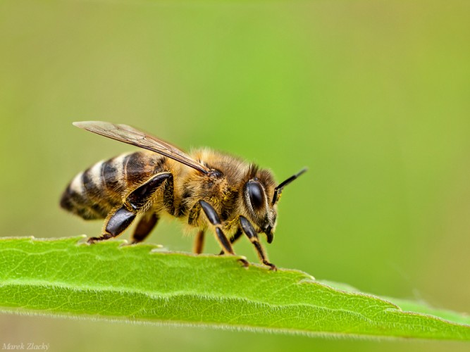 včela :)
