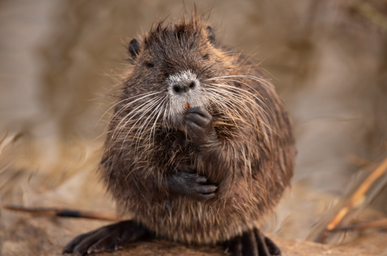Nutria riečna