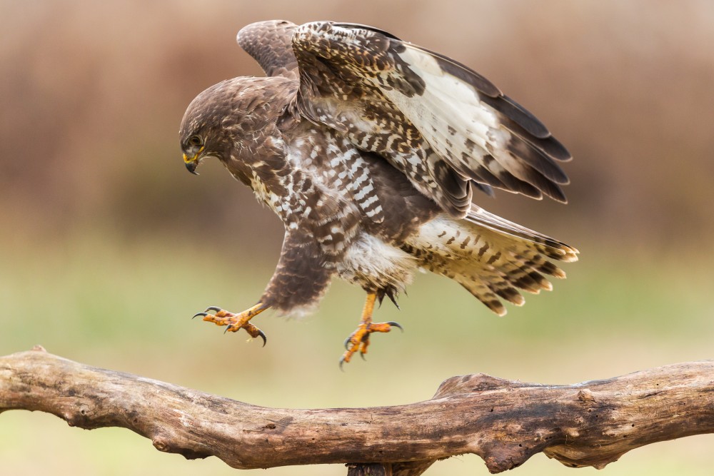 myšiak hôrny (Buteo buteo)