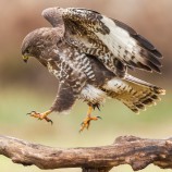 myšiak hôrny (Buteo buteo)