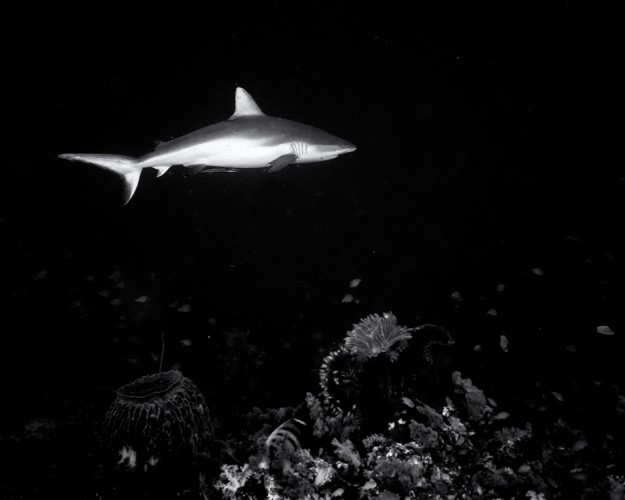 Žralok šedý čiernobiely