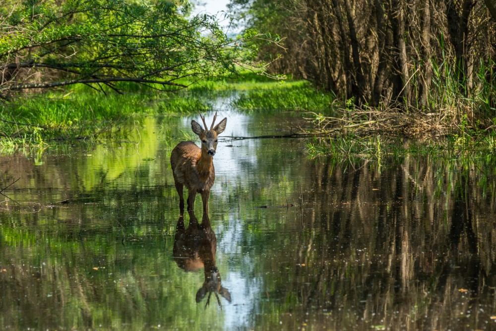 Srnec lesný (Capreolus capreolus)