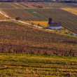 Vinohrad Pezinok