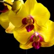Orchidea