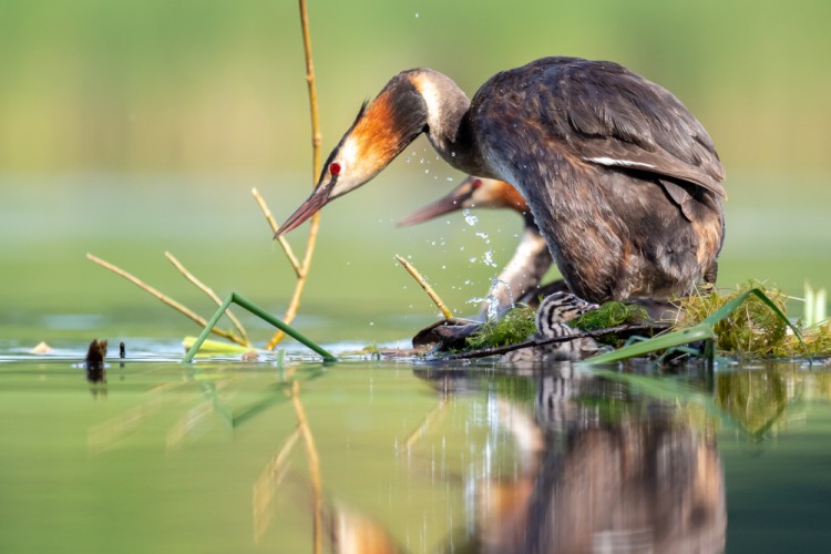 Potápka chochlatá, The great crested grebe (Podiceps cristatus)