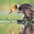 Potápka chochlatá, The great crested grebe (Podiceps cristatus)